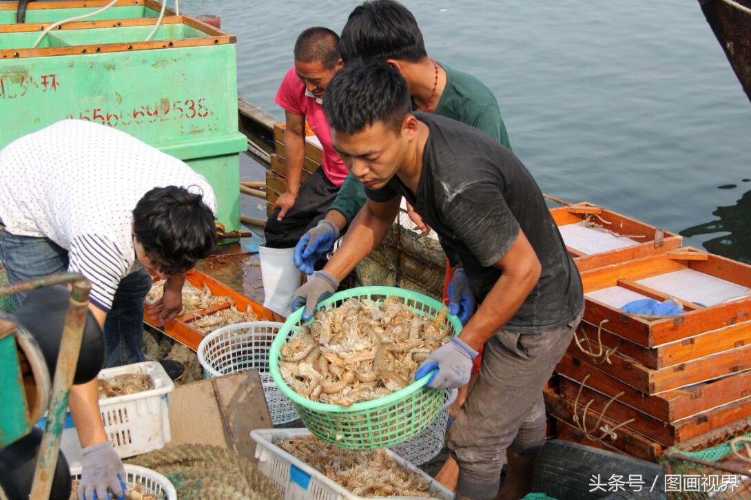 黄渤海有什么海鲜,黄渤海海鲜