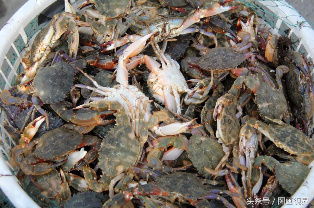 黄渤海有什么海鲜,黄渤海海鲜