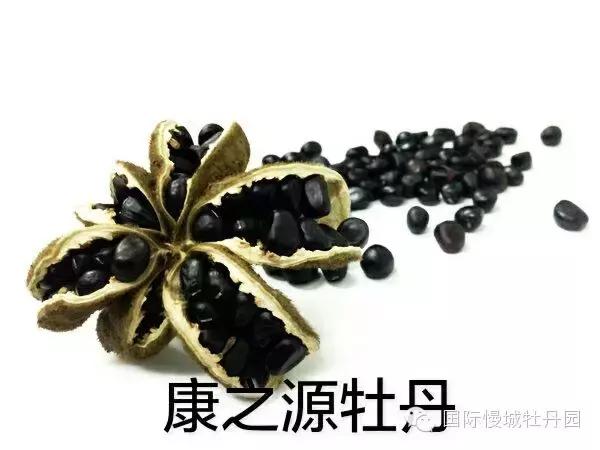 专业角度看凤丹各器官特点，带你全面科学认识高淳四宝-白牡丹