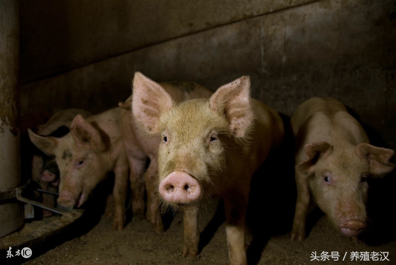 聚维酮碘猪场,水产用聚维酮碘真假鉴别