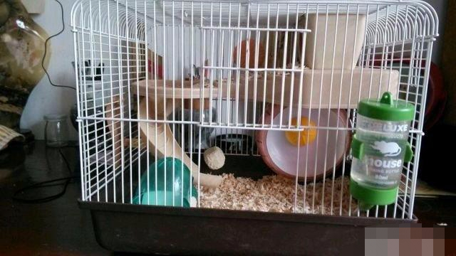 仓鼠越狱后很多小时才发现怎么办,仓鼠越狱怎么安慰