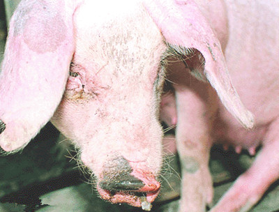 猪鼻子歪了怎么回事,猪鼻歪了怎么办