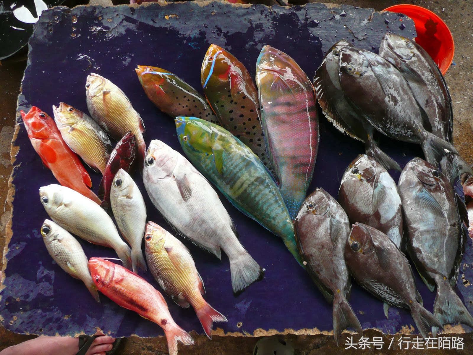 晚间捕鱼的渔民,晚上捕鱼白天卖寿司