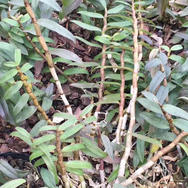 鲜石斛条,铁皮石斛鲜条生长时间越长越好吗