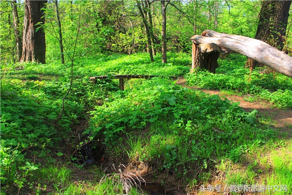 俄罗斯烤肉和牛排哪个好吃,俄罗斯烤肉种类