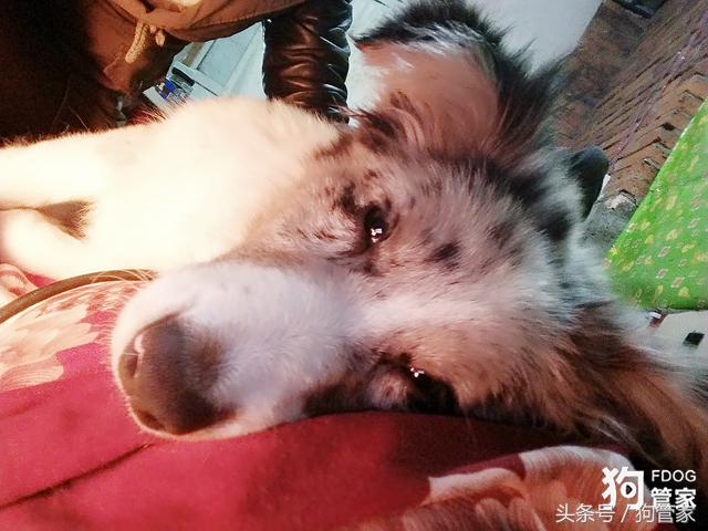 你们的边牧都是怎么养的,养一只大的边牧还可以听话吗