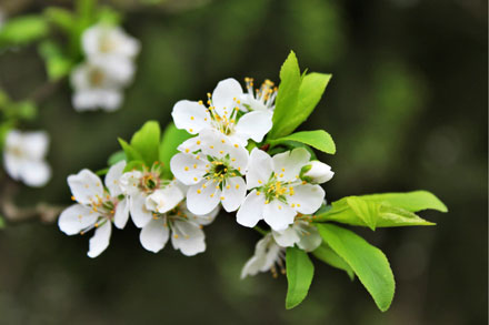 阳春三月昆明处处鲜花盛开,云南三月好春光