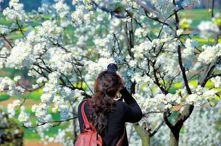 阳春三月昆明处处鲜花盛开,云南三月好春光