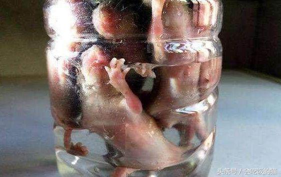 村子里面发现老鼠幼崽,农村田里的老鼠能吃吗