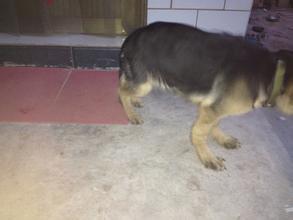 德牧幼犬趴蹄该咋治,惠比特幼犬趴蹄怎么办