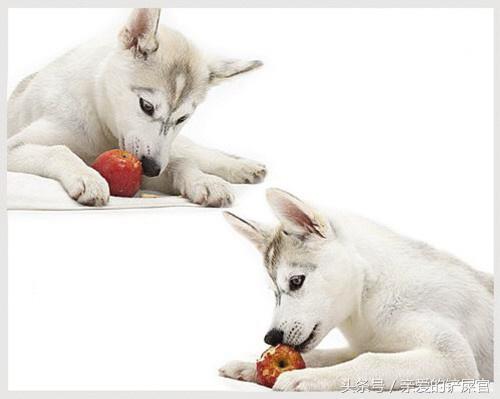 狗狗喜欢乱吃地上的东西怎么办,狗狗喜欢乱吃东西怎样训练