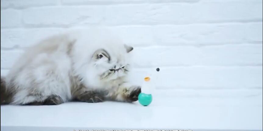 中国最贵的十种宠物猫,最贵的宠物猫有哪些