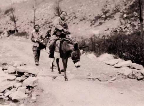 为什么古代人喜欢毛驴,驴在古代的地位