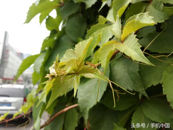 荣耀v9play亮点,荣耀v9play测评