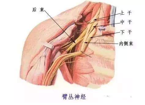 睡觉醒来手麻是什么原因和征兆,手麻的原因分析及简单评估