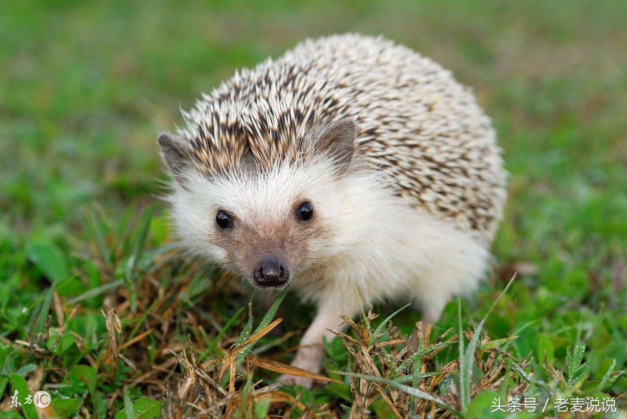 说出马,说出马就出马