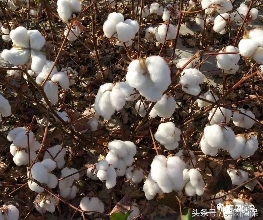 误食乙烯利催熟剂,乙烯利芒果催熟剂