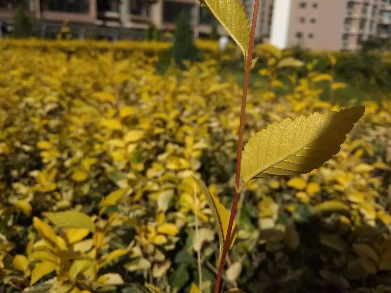 红米note5a吃鸡画质,红米note5a实际体验