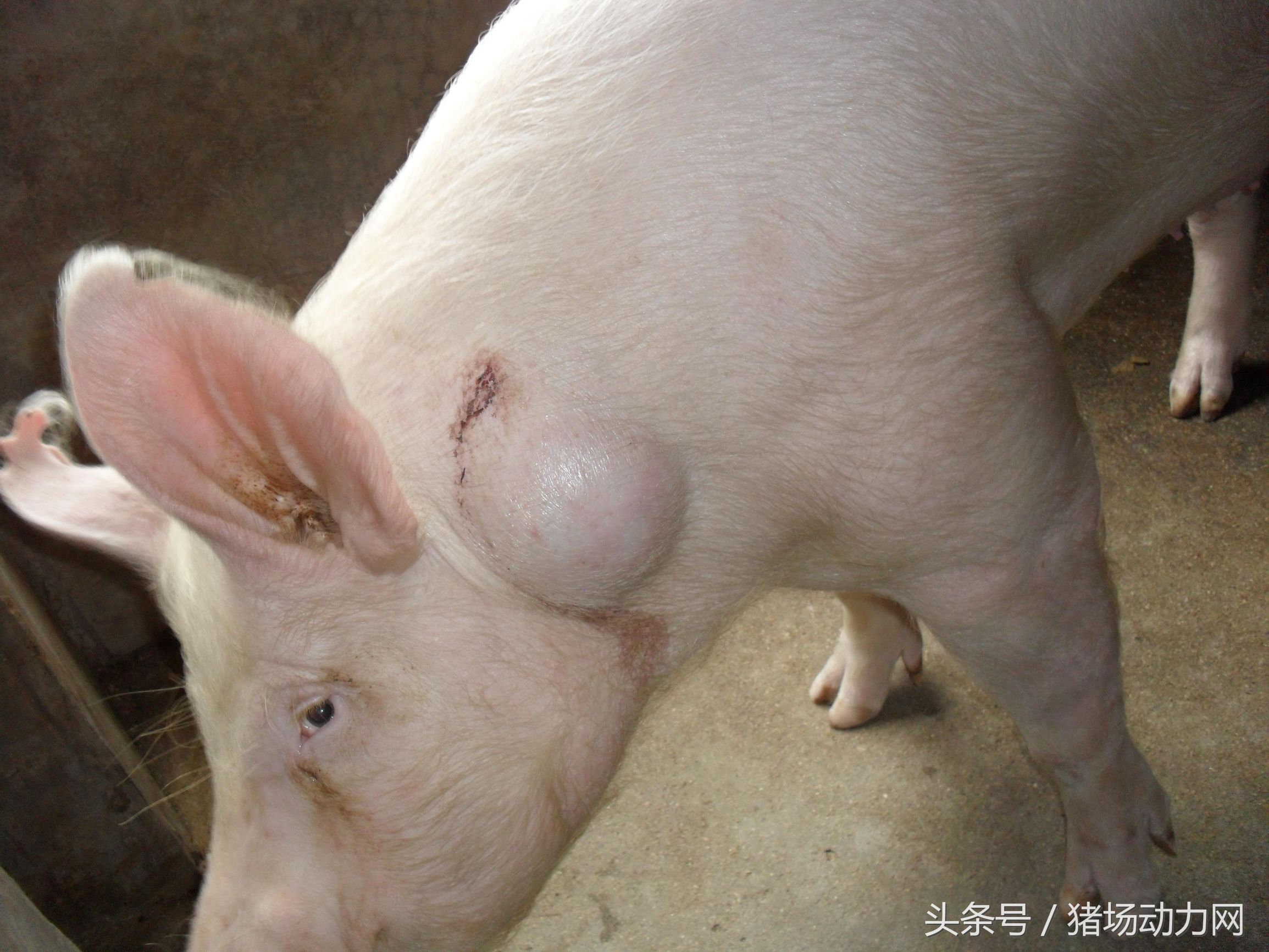 母猪长脓包怎么治,母猪出生后有黄脓怎么治