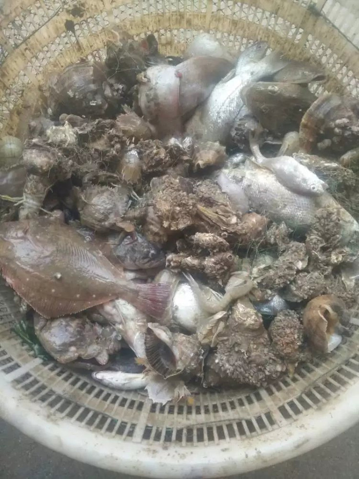 日照海捕海鲜有哪些,日照赶海后抓到的海鲜去哪儿吃