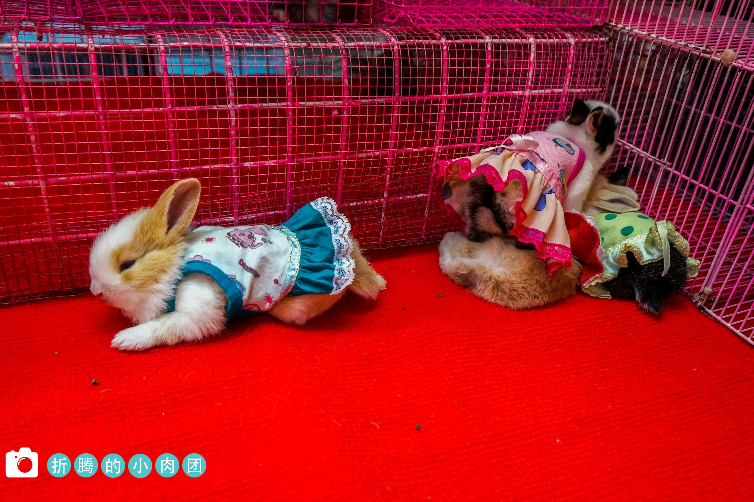 曼谷三榕相机跳蚤市场在哪里,泰国曼谷跳蚤市场攻略