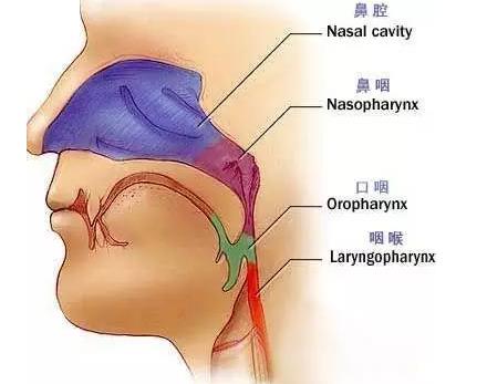 鼻咽癌的早期治愈率可达80以上,鼻咽癌患者最新明细