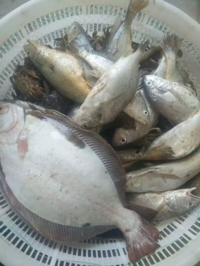 日照海捕海鲜有哪些,日照赶海后抓到的海鲜去哪儿吃