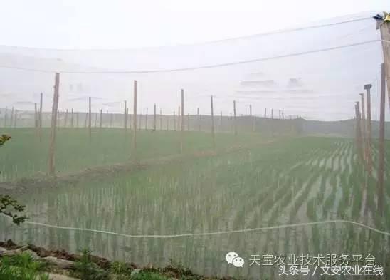 种植大棚防虫网选择,防虫网的选择方法