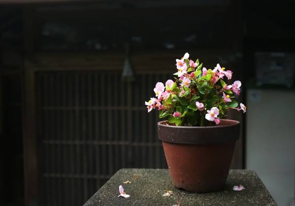 养花土里有蚂蚁怎么处理,养花的土里有蚂蚁怎么处理