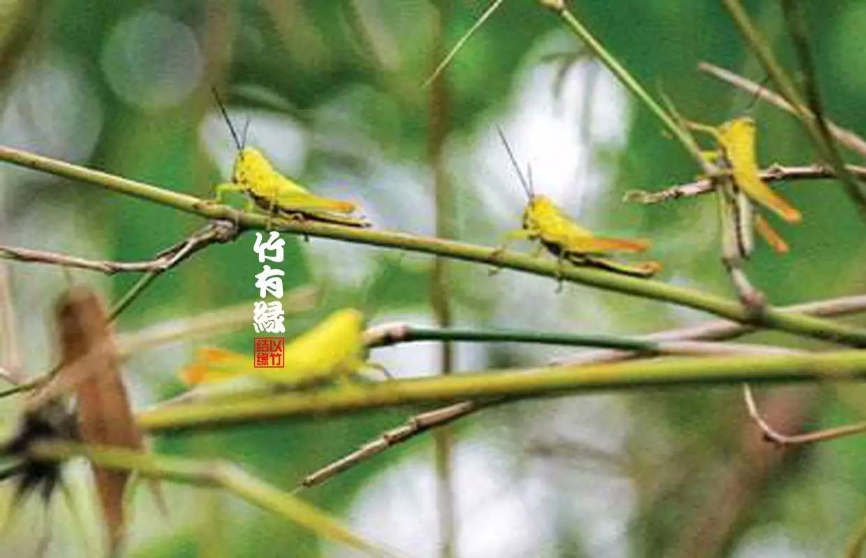 竹病害最佳防治方法,竹子养护小知识