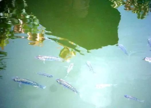 窝中有鱼星鱼不咬钩怎么办,窝子有鱼星为什么鱼不咬钩