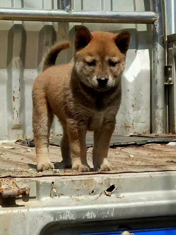 这些才是纯正的中国土狗，最优秀的品种，别觉得养土狗丢脸啦！