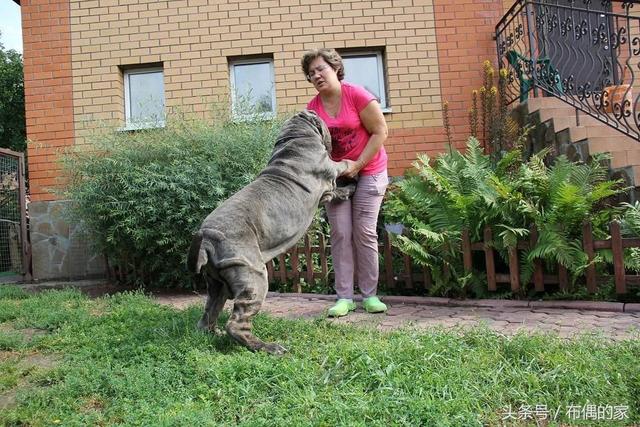 易经关于狗的描述,国学说狗