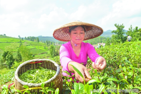 夜读二十四节气之白露,二十四节气白露高清图