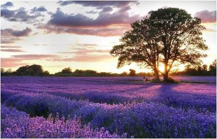 格拉斯小镇,格拉斯玫瑰小镇