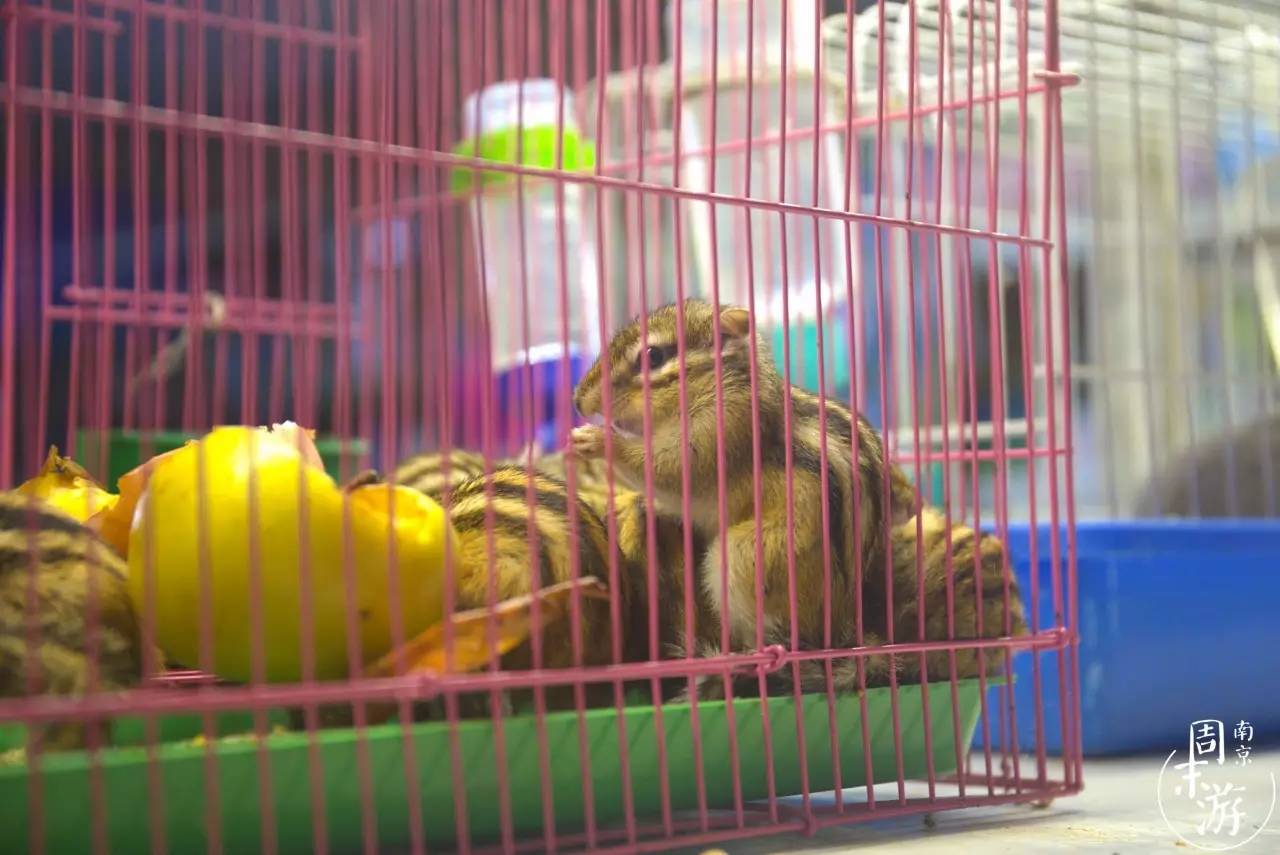 南京夫子庙花鸟鱼虫市场,南京花鸟鱼虫市场