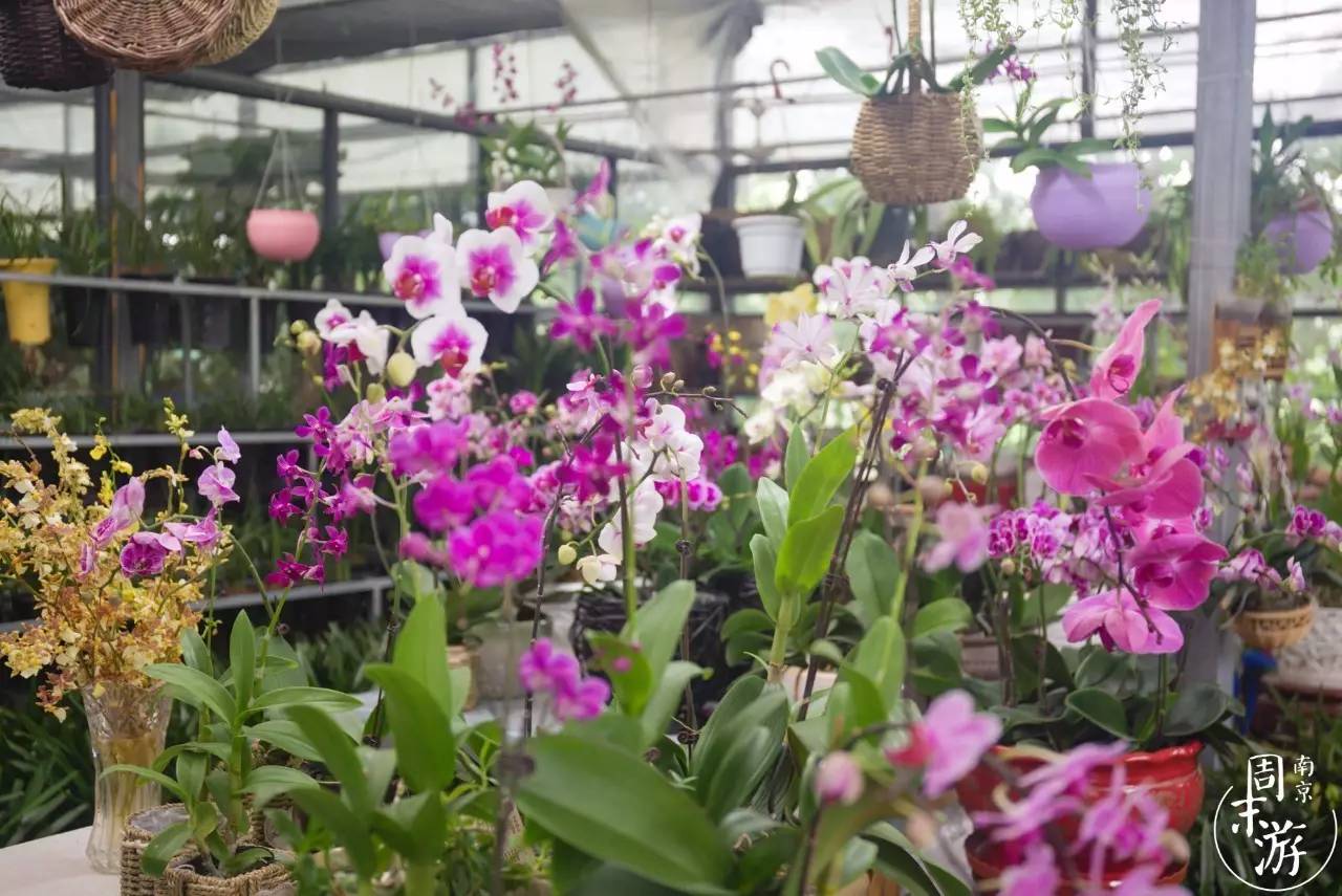 南京有几个花鸟鱼虫市场,南京湿地公园花鸟鱼虫市场在哪里