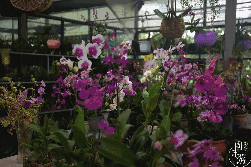 逛遍整个南京城,南京的花鸟市场在什么地方