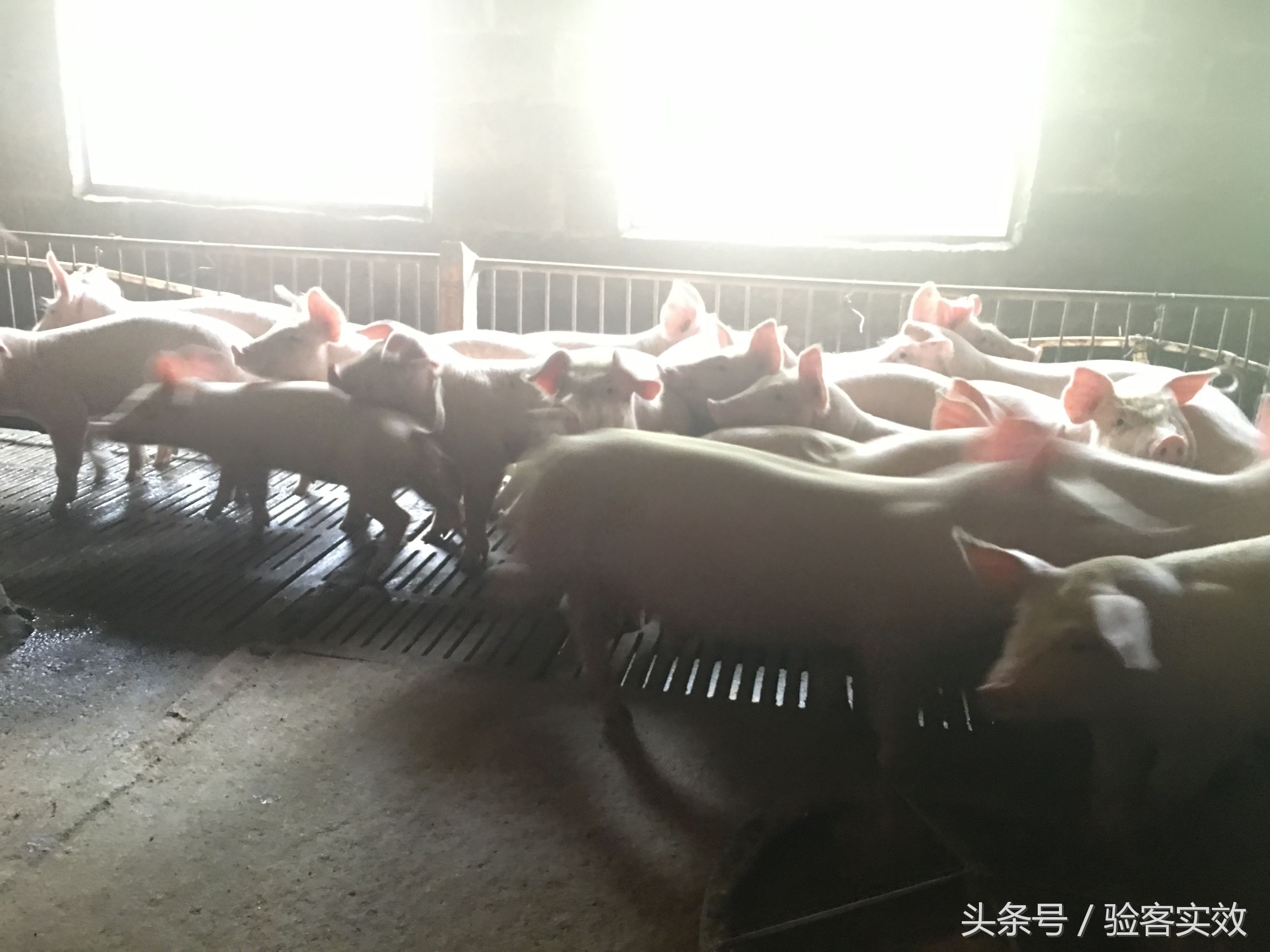 董广林做什么生意好,董广林猪业视频