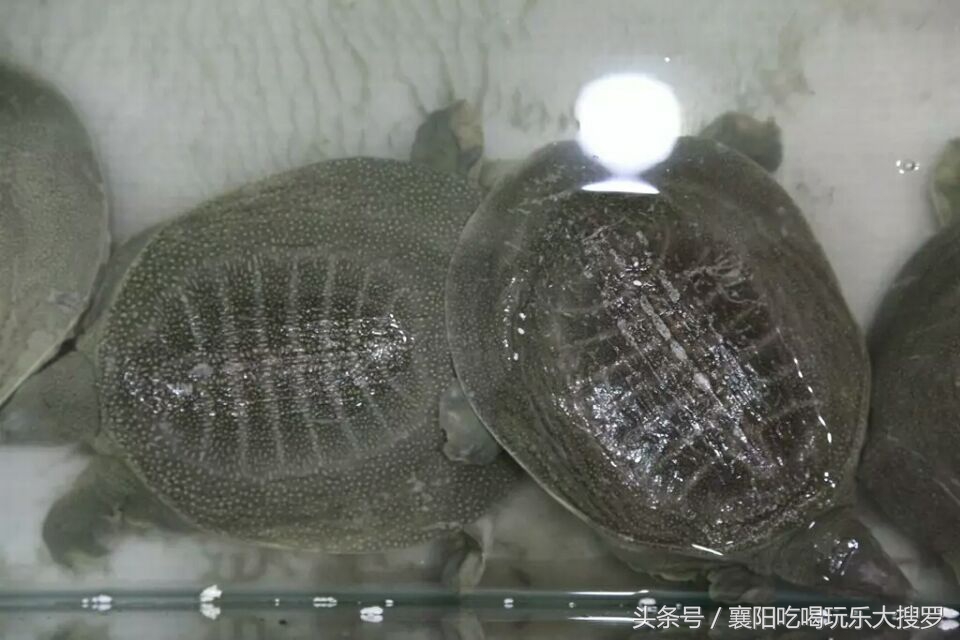 甲鱼销量第一,销量第一甲鱼