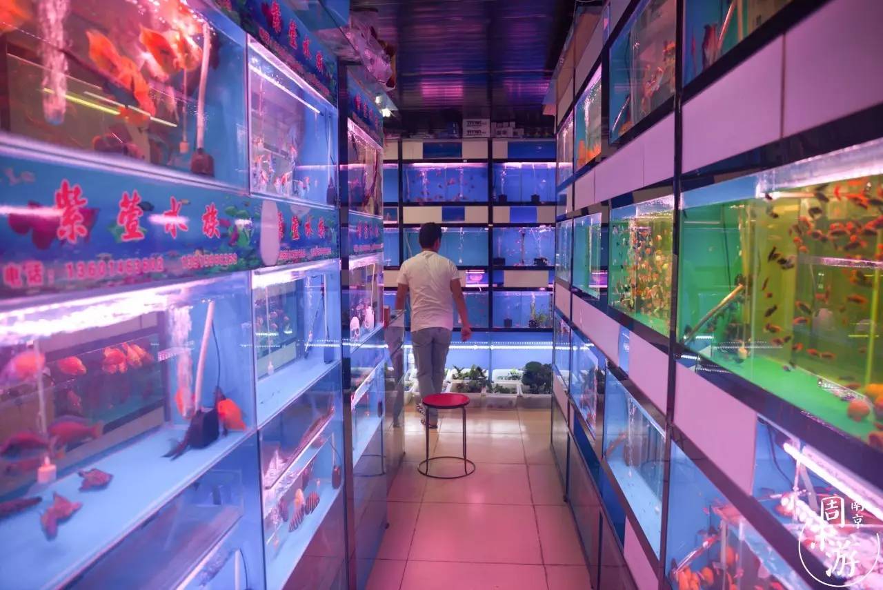 逛各种花鸟市场,南京花鸟鱼虫市场失火