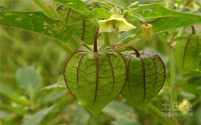 潮汕青草药书大全,潮汕青草药使用大全