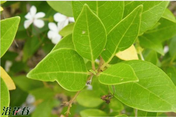 潮汕青草药书大全,潮汕青草药使用大全