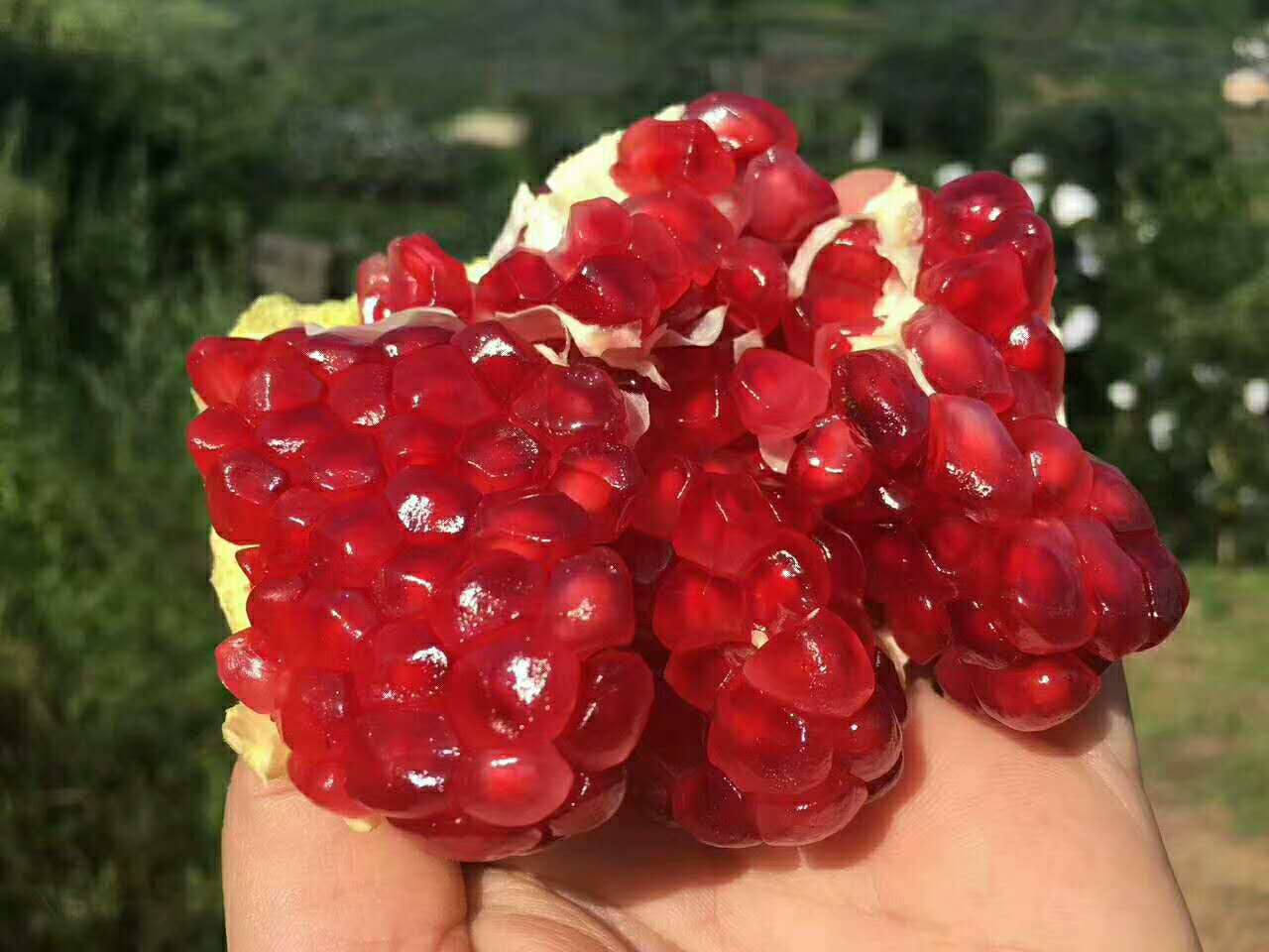 世上最大的软籽石榴,世界上有不用吐籽的石榴吗