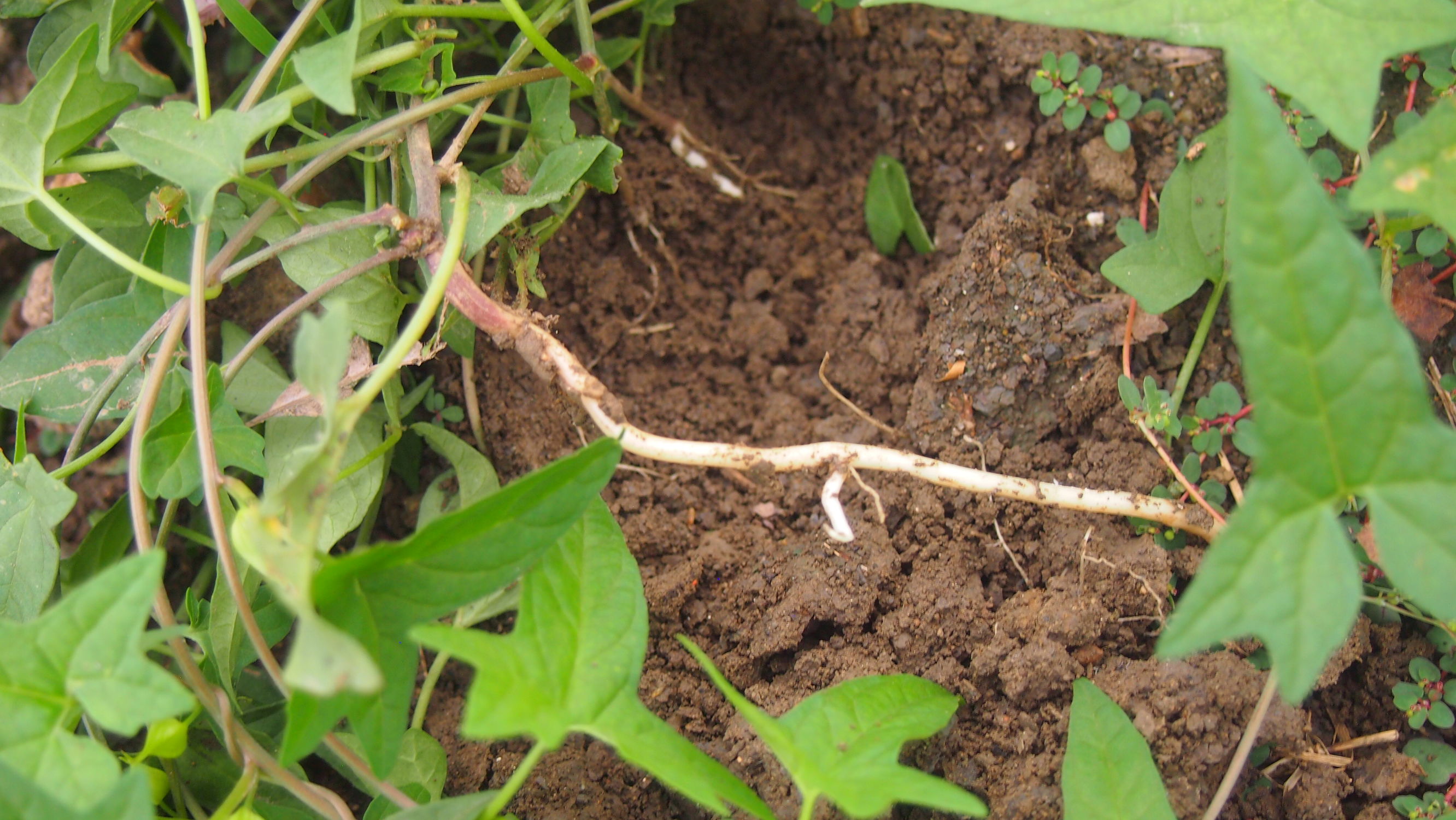 旋花：篱天剑斩妖除魔，大喇叭高奏凯歌