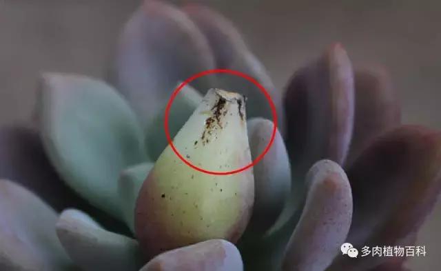 多肉菌类病怎么治,多肉的病虫草害主要有哪些