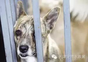 上海流浪狗幼崽被打死,上海宠物狗被打死爱狗人士