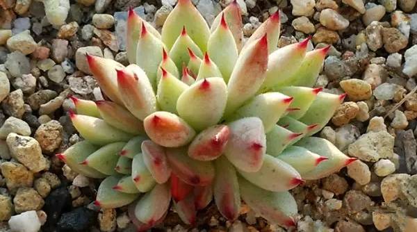 韩国多肉好卖吗,韩国奶酪多肉与国内区别