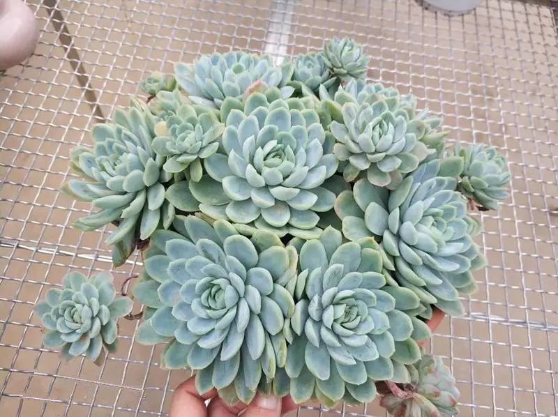 韩国多肉品种贵么,韩国多肉哪几种值得养