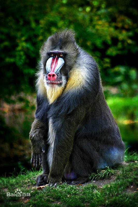 12生肖中牛是大属相还是小属相,在12生肖中哪个属相是最好的